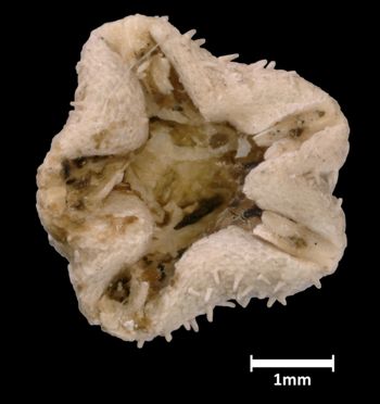 Media type: image;   Invertebrate Zoology OPH-1492 Aspect: body-ventral